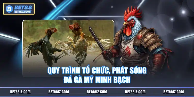 Quy trình tổ chức, phát sóng đá gà Mỹ minh bạch